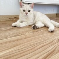 Scottish Fold, Kedi  Atlas fotoğrafı