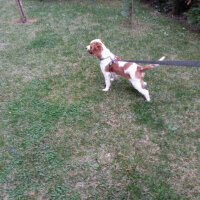 King Charles Spaniel, Köpek  max fotoğrafı