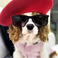 Cavalier King Charles Spanieli, Köpek  Quin fotoğrafı