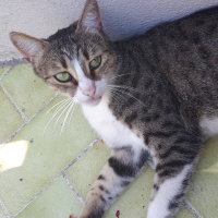 Tekir Kedi, Kedi  Minyatür fotoğrafı