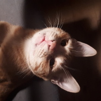 Tekir Kedi, Kedi  Sarı fotoğrafı
