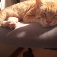 Tekir Kedi, Kedi  Sarı fotoğrafı
