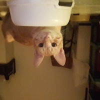 Tekir Kedi, Kedi  Sarı fotoğrafı
