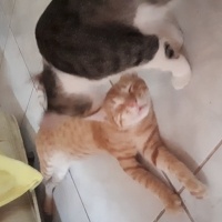 Tekir Kedi, Kedi  Sarı fotoğrafı