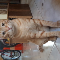 Tekir Kedi, Kedi  Sarı fotoğrafı