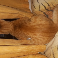 Tekir Kedi, Kedi  Sarı fotoğrafı