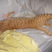 Tekir Kedi, Kedi  Sarı fotoğrafı