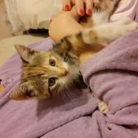 Sarman, Kedi  Mırmır fotoğrafı
