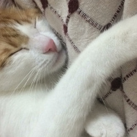 Tekir Kedi, Kedi  ❤❤ÇAKIL❤❤ fotoğrafı