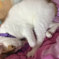 Tekir Kedi, Kedi  ❤❤ÇAKIL❤❤ fotoğrafı