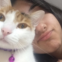 Tekir Kedi, Kedi  ❤❤ÇAKIL❤❤ fotoğrafı