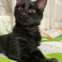 Sarman, Kedi  KÖMÜR fotoğrafı