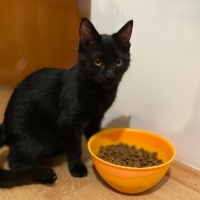 Sarman, Kedi  KÖMÜR fotoğrafı