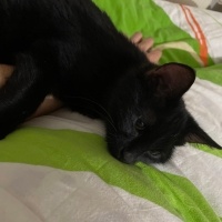 Sarman, Kedi  KÖMÜR fotoğrafı