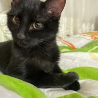 Sarman, Kedi  KÖMÜR fotoğrafı