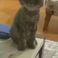 British Shorthair, Kedi  Cesur fotoğrafı