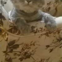 British Shorthair, Kedi  Cesur fotoğrafı