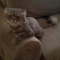 British Shorthair, Kedi  Cesur fotoğrafı
