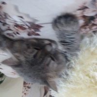 British Shorthair, Kedi  Cesur fotoğrafı
