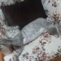 British Shorthair, Kedi  Cesur fotoğrafı
