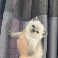 British Shorthair, Kedi  Mia fotoğrafı