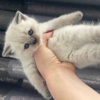 British Shorthair, Kedi  Mia fotoğrafı