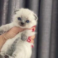 British Shorthair, Kedi  Mia fotoğrafı