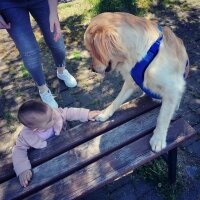 Golden Retriever, Köpek  Buffy fotoğrafı