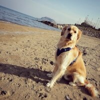 Golden Retriever, Köpek  Buffy fotoğrafı