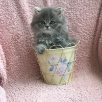 British Shorthair, Kedi  Sushi fotoğrafı