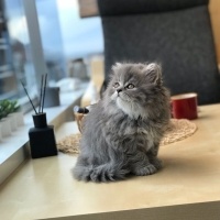 British Shorthair, Kedi  Sushi fotoğrafı