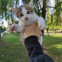 Tekir Kedi, Kedi  Aaron Batı fotoğrafı