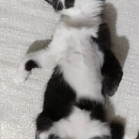 Tuxedo (Smokin) Kedi, Kedi  Pala fotoğrafı