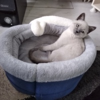Scottish Fold, Kedi  Bıdık fotoğrafı