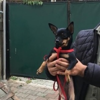 Chihuahua, Köpek  Zeytin fotoğrafı