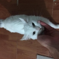 Tekir Kedi, Kedi  Şeker fotoğrafı