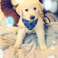 Golden Retriever, Köpek  Zehir fotoğrafı