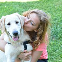 Golden Retriever, Köpek  Zehir fotoğrafı