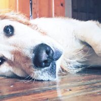 Golden Retriever, Köpek  Zehir fotoğrafı