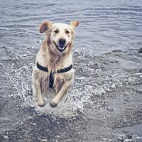 Golden Retriever, Köpek  Zehir fotoğrafı