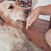 Golden Retriever, Köpek  Zehir fotoğrafı