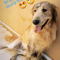 Golden Retriever, Köpek  Zehir fotoğrafı