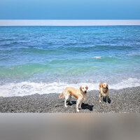 Golden Retriever, Köpek  Zehir fotoğrafı