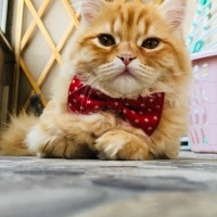 British Shorthair, Kedi  Zilli fotoğrafı