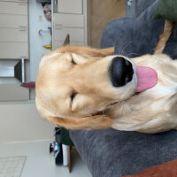 Golden Retriever, Köpek  latte fotoğrafı