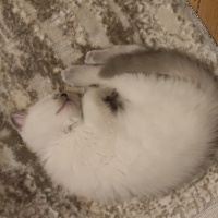British Shorthair, Kedi  Latte fotoğrafı
