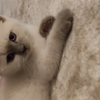 British Shorthair, Kedi  Latte fotoğrafı