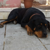 Rottweiler, Köpek  Shila fotoğrafı