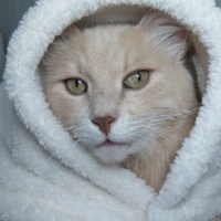 Chinchilla, Kedi  poyraz fotoğrafı