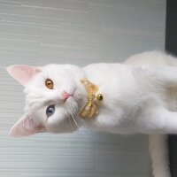 British Shorthair, Kedi  sütlaç fotoğrafı